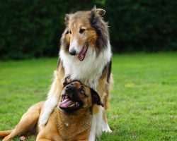 How to Socialize Your Dog the Right Way