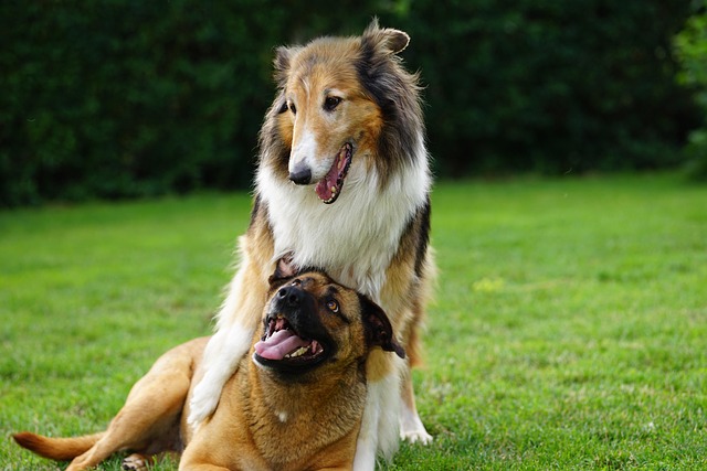 How to Socialize Your Dog the Right Way