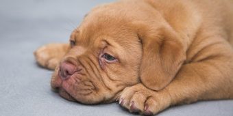 Is Tylenol Safe for Dogs? What Pet Parents Need to Know