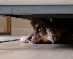 Separation Anxiety in Dogs: Signs, Causes & How to Help