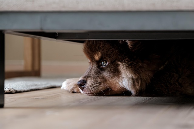 Separation Anxiety in Dogs: Signs, Causes & How to Help