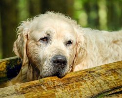 Understanding Hypothyroidism in Dogs: Causes, Symptoms & Treatment