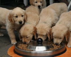 Top Veterinarian-Approved Puppy Foods