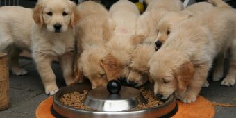 Switching Dog Food? Here’s the Right Way To Transition Your Pup