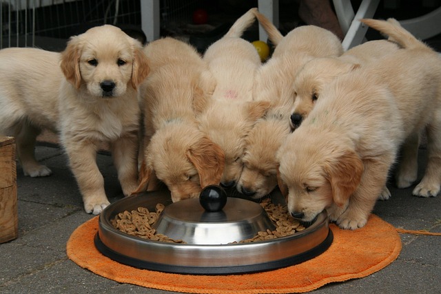 Switching Dog Food? Here’s the Right Way To Transition Your Pup