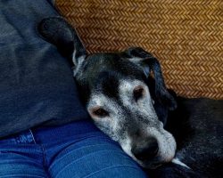 How To Successfully Crate Train an Older Dog