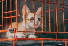 The Complete Guide to Adopting a Cat