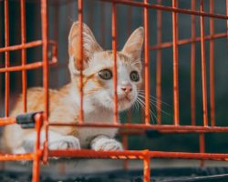 The Complete Guide to Adopting a Cat