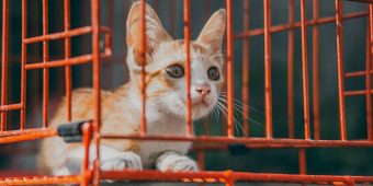 The Complete Guide to Adopting a Cat