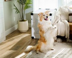 8 Top-Rated Dog Crates for Every Type of Pup