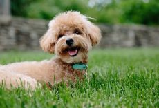 Probiotics for Dogs: What They Are, How They Help & Possible Side Effects