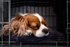 How To Crate Train Your Puppy (The Stress-Free Way)