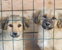 What Exactly Is A Rescue Dog?