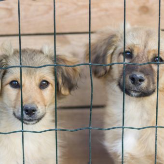 What Exactly Is A Rescue Dog?