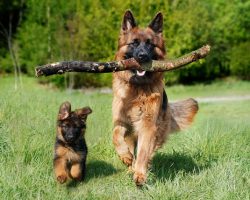 Your Complete Guide to Working Out With Your Dog