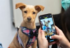 The Complete Guide to Holiday Dog Adoption