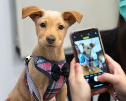 The Complete Guide to Holiday Dog Adoption