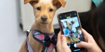 The Complete Guide to Holiday Dog Adoption