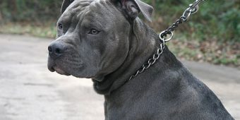 Why Choke Collars Hurt Your Dog — And What To Use Instead