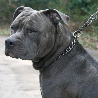 Why Choke Collars Hurt Your Dog — And What To Use Instead