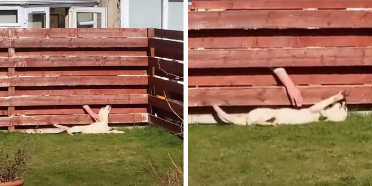 Woman Discovers Her Dog Has Been Keeping a Sweet Little Secret