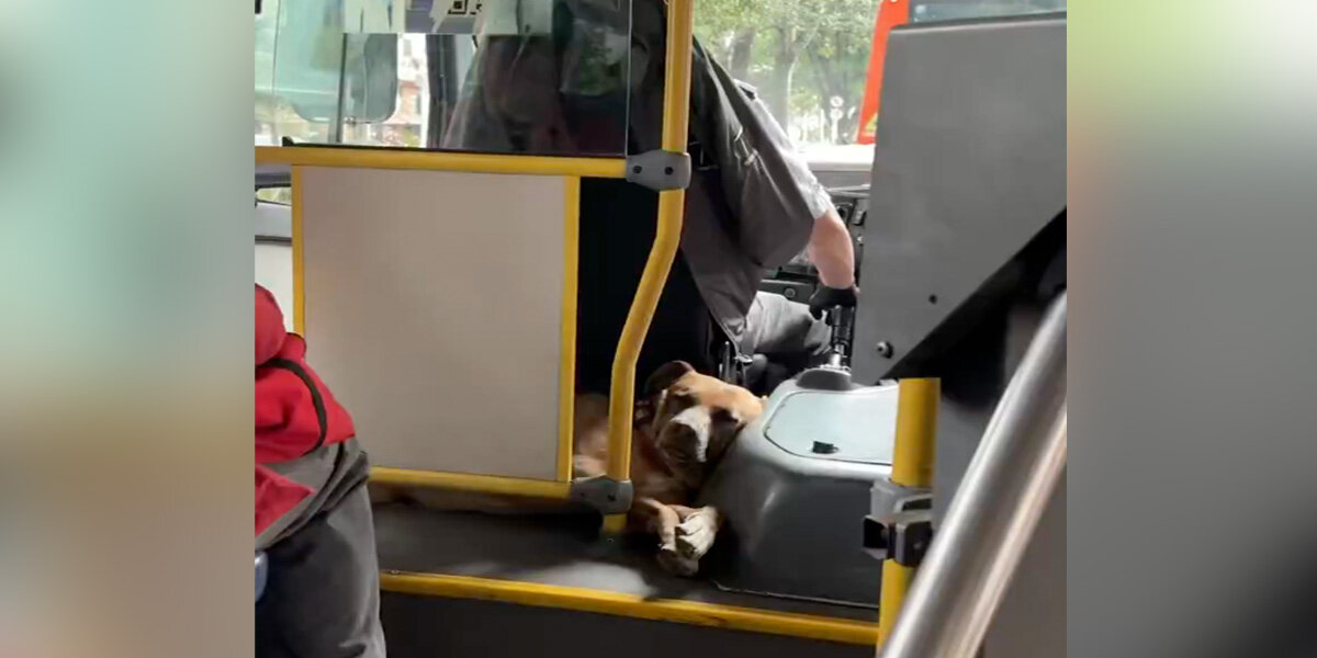 Woman on Bus Realizes Someone Adorable Is Curled Up Behind the Driver