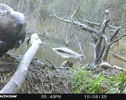 Woman Spots Beaver Checking Out Her Trail Cam — Then Everything Suddenly Goes Dark