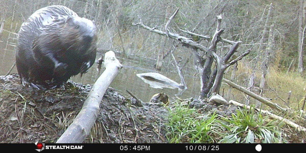 Woman Spots Beaver Checking Out Her Trail Cam — Then Everything Suddenly Goes Dark