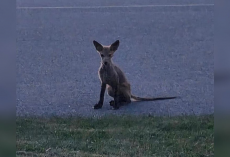 Shivering ‘Mystery Animal’ Waits Helplessly in Driveway Until Help Finally Arrives