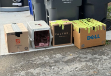 Rescue Staff Checking Recycling Discover 14 Cats Abandoned In Sealed Boxes