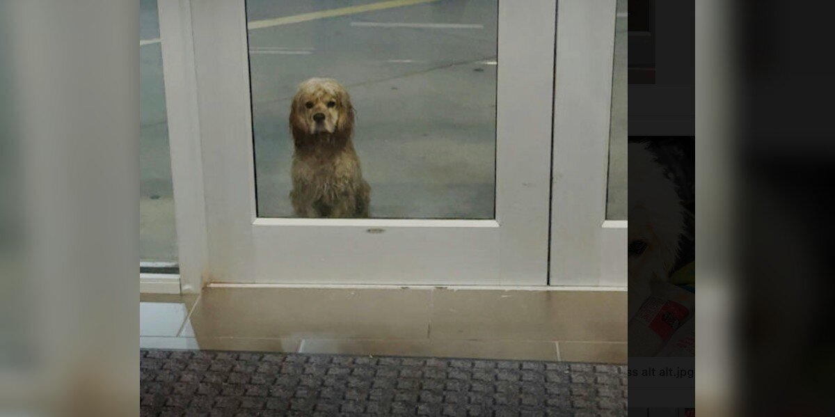 Woman Leaving the Gym Locks Eyes With a Soaking-Wet Dog Waiting Helplessly in the Rain