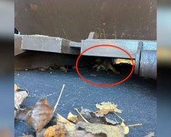 Event Staff Drop Everything After Spotting a Tiny Fuzzy Baby Hiding Under a Dumpster