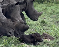 Newborn Buffalo Gets A Surprise Welcome From The Sweetest Visitors