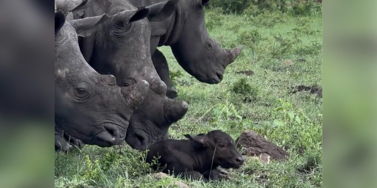 Newborn Buffalo Gets A Surprise Welcome From The Sweetest Visitors