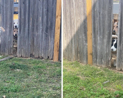 Determined Little Pup Caught Red-Handed Orchestrating A Jailbreak To Free His Friends