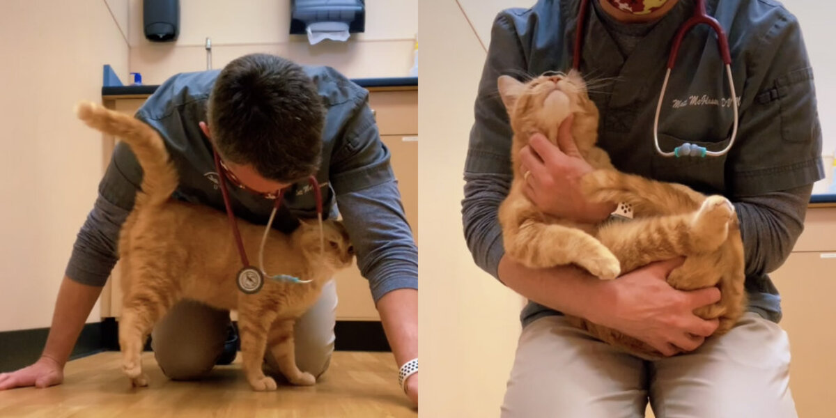 Injured Cat Arrives To Be Euthanized — But A Compassionate Vet Refuses To Give Up On Him