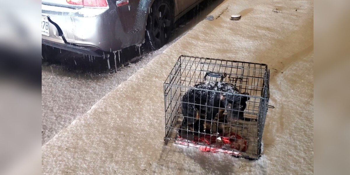 Dog Abandoned In Crate During Snowstorm Shivered Until A Stranger Heard Her Cry