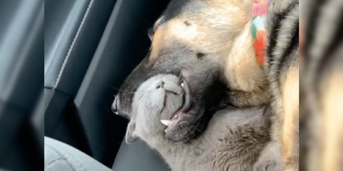 Kitten Feels So Safe With Her Dog Brother That She Naps Inside His Mouth