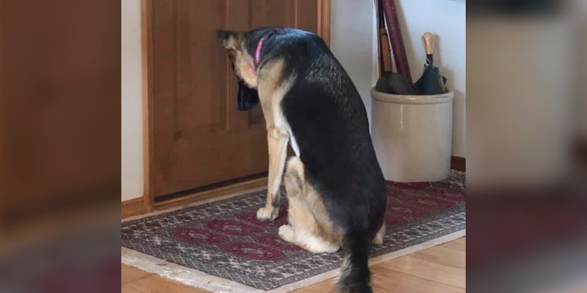 Devoted Dog Refuses To Leave The Door Until Her Dad Comes Home From The Hospital