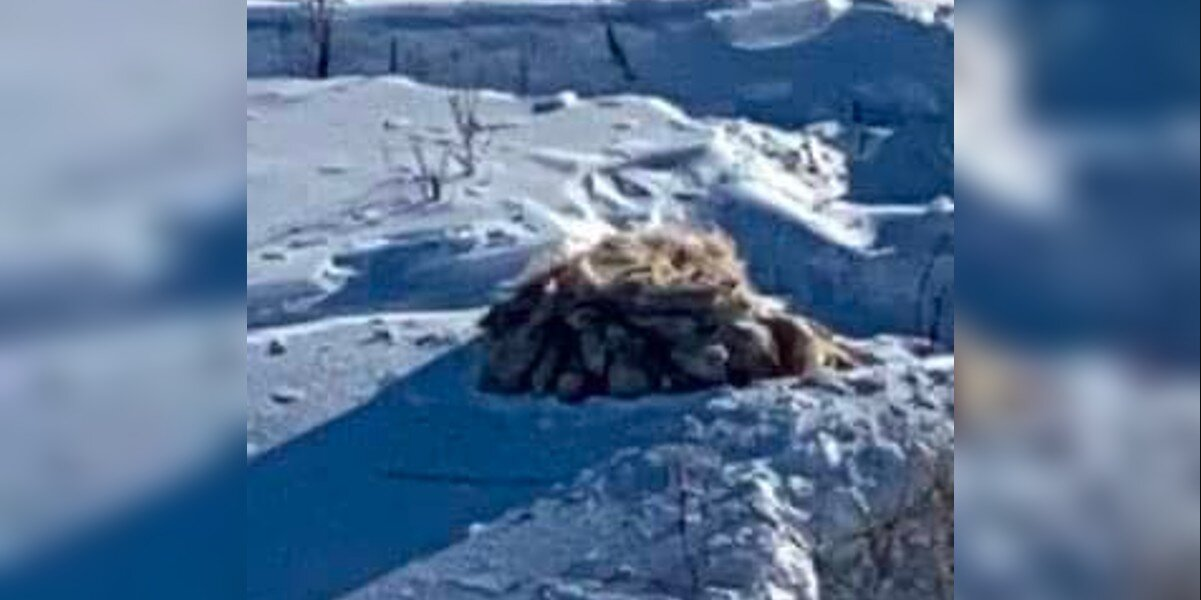 Men Spot Something Odd In the Snow — And Their Quick Thinking Saves a Life