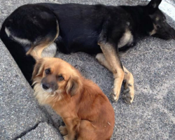 Loyal Dog Stands Guard Over His Injured, Pregnant Friend Until Help Finally Comes