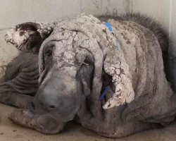 Once “Turned to Stone,” This Dog Is Now Absolutely Stunning