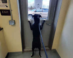 Dog Left at Shelter Stares Out the Door Hoping Someone Will Save Her