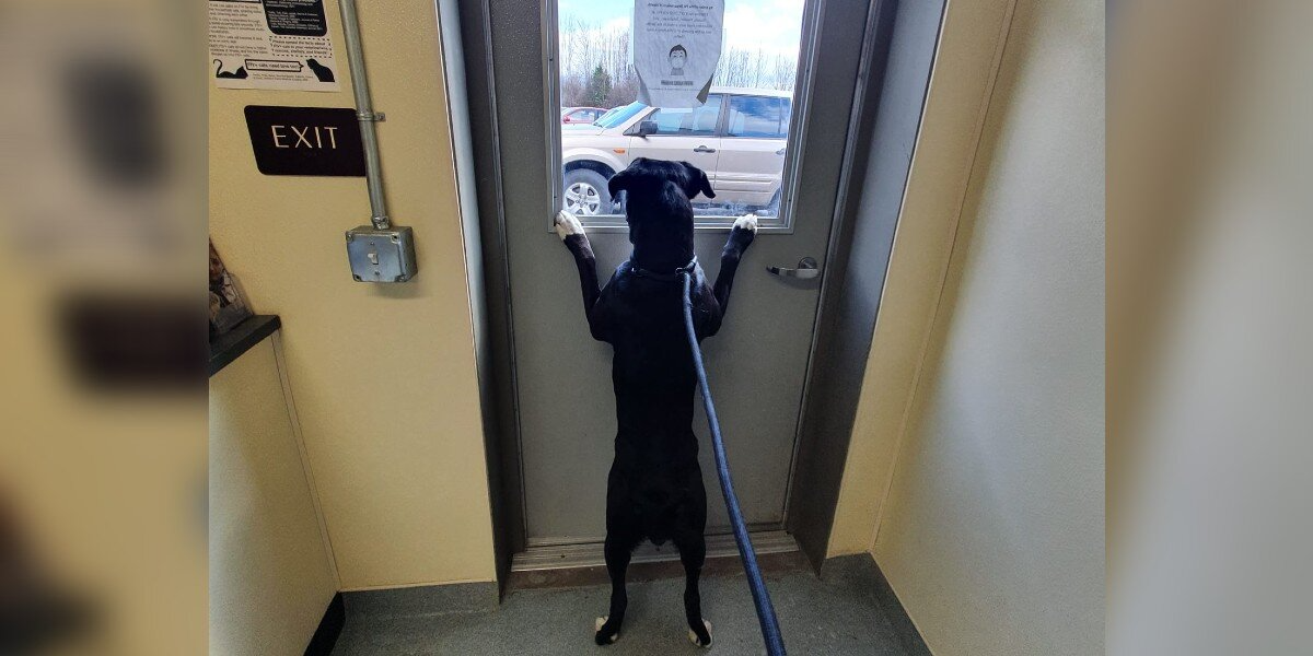 Dog Left at Shelter Stares Out the Door Hoping Someone Will Save Her
