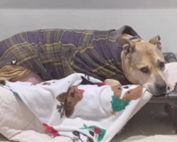 Senior Dog Who Spent 10 Years Alone Finally Gets the Miracle He Deserved