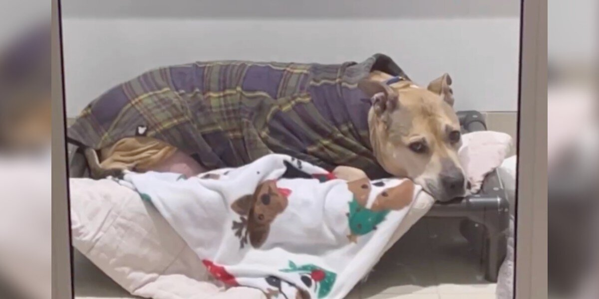 Senior Dog Who Spent 10 Years Alone Finally Gets the Miracle He Deserved