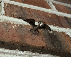 Woman Spots a Tiny “Dragon” on Her Porch — And Can’t Believe Her Eyes