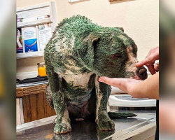 Someone Covered Her In Toxic Paint — But Her Real Beauty Refused To Hide