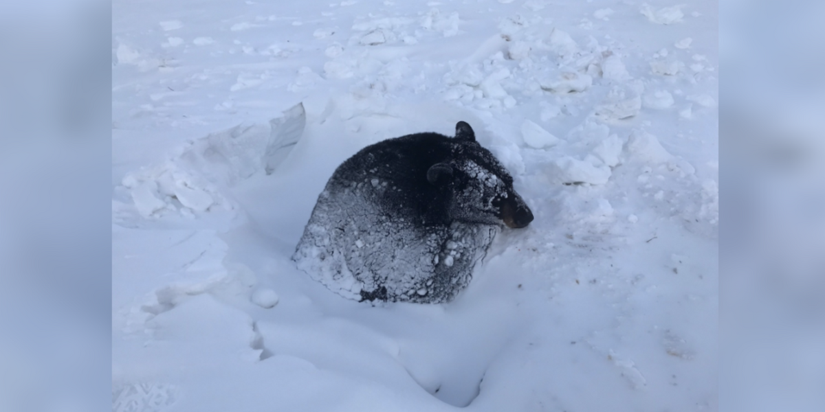 Drivers Spot Giant, Drowsy Animal Trapped in Snow — And Rush In to Help