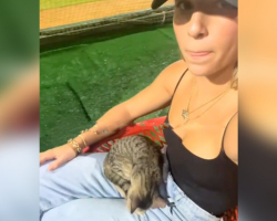 Stray Kitten Climbs Into Woman’s Lap at Baseball Game — And Goes Straight to Sleep